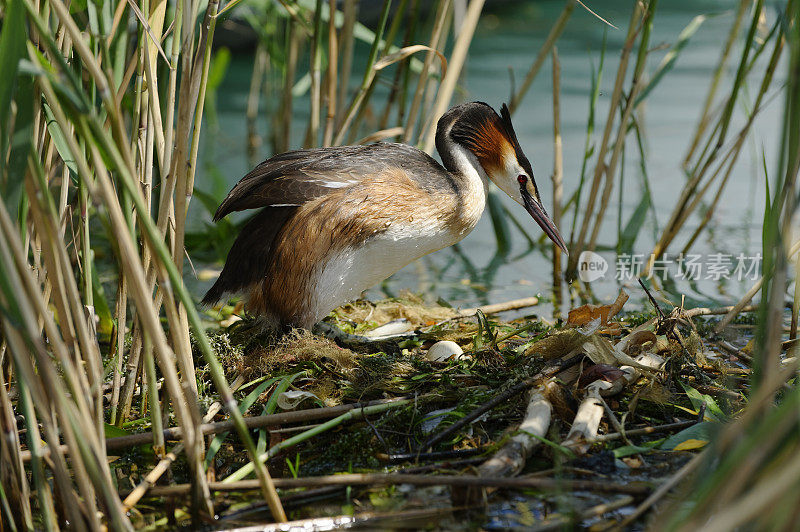 巢中的大冠鸊鸱(Podiceps cristatus)